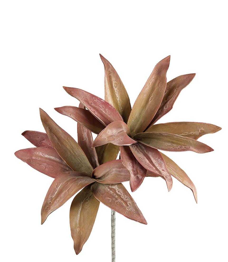 Aloe Selvatico Viola