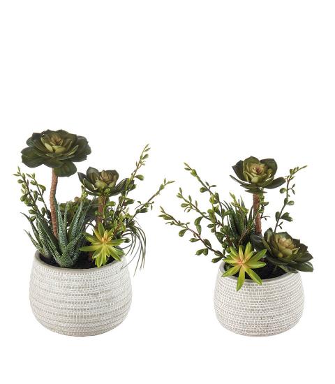 Succulent plant arrangement - set 2 pcs.