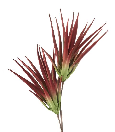 Aloe selvatico marsala