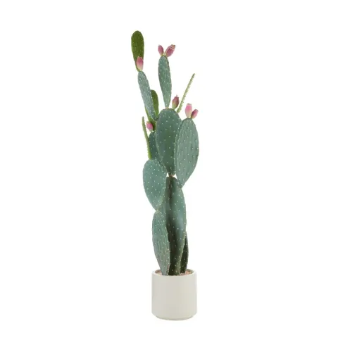 CACTUS FICO D'INDIA