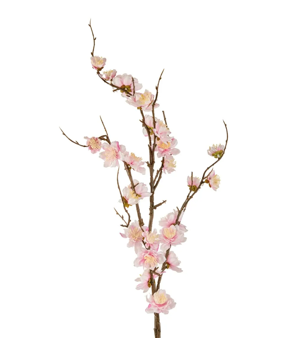 Cherry blossoms