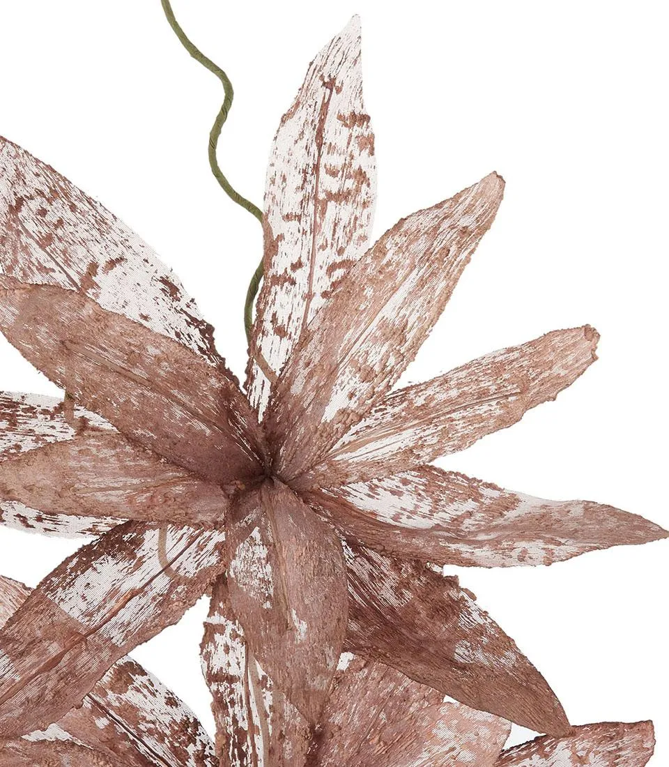 Magnolia porpurea, bronze