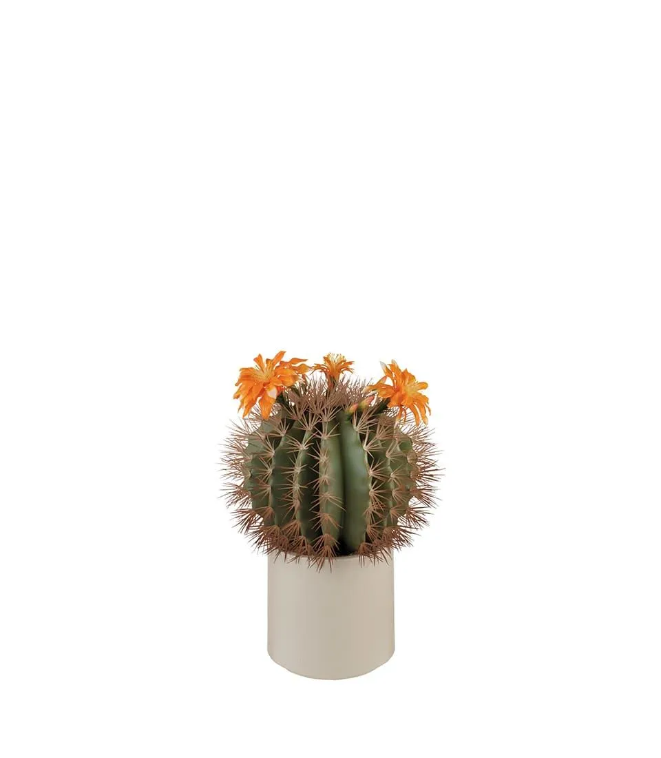 Cactus with organge flower
