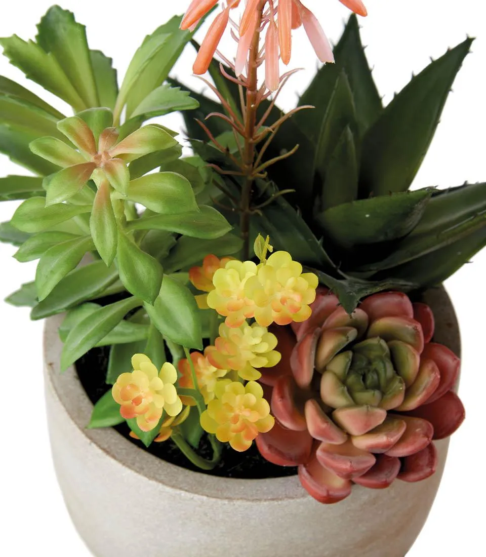Succulent plant arrangement - set 2 pcs.