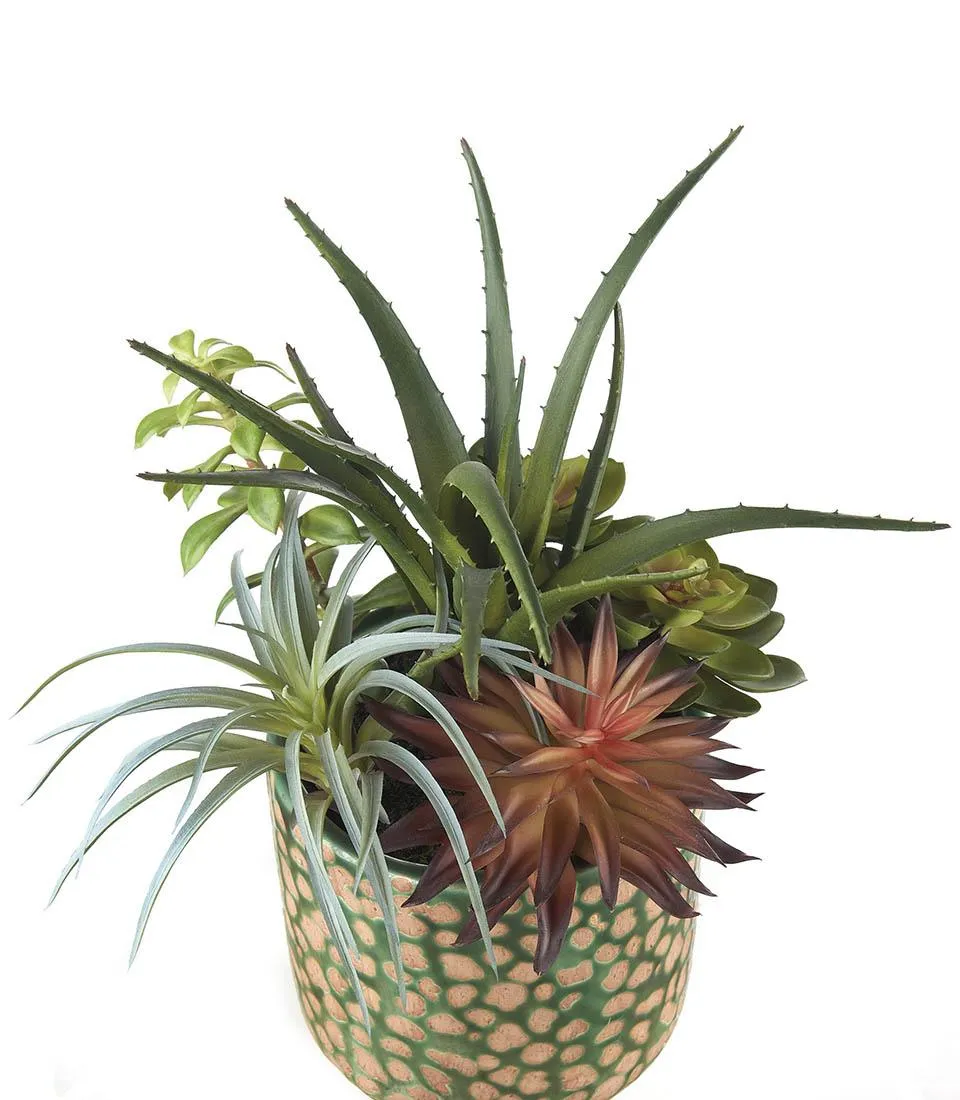 Succulent plant arrangement - set 2 pcs.