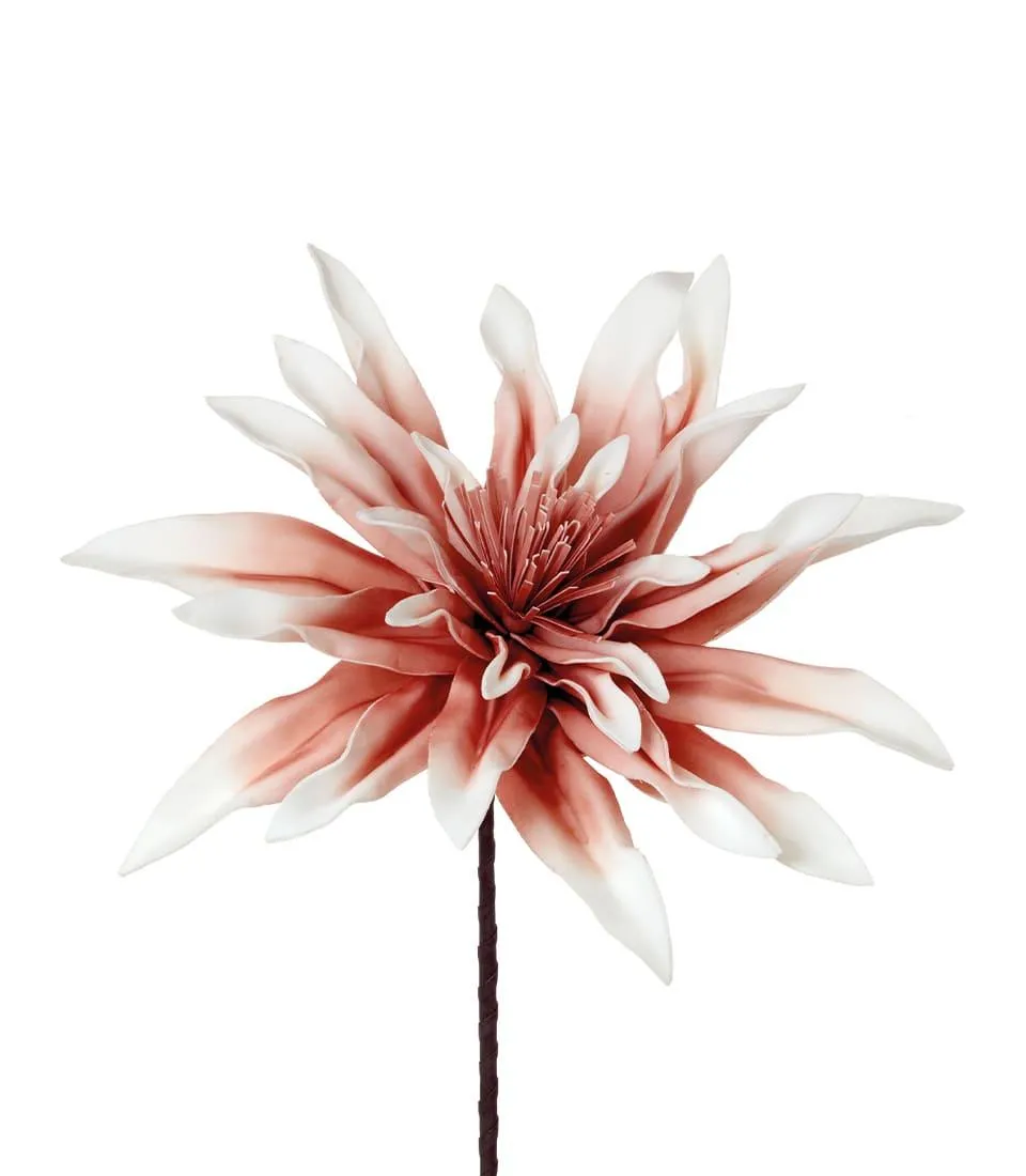 DAHLIA PINNATA, PINK (4 pcs/pack)