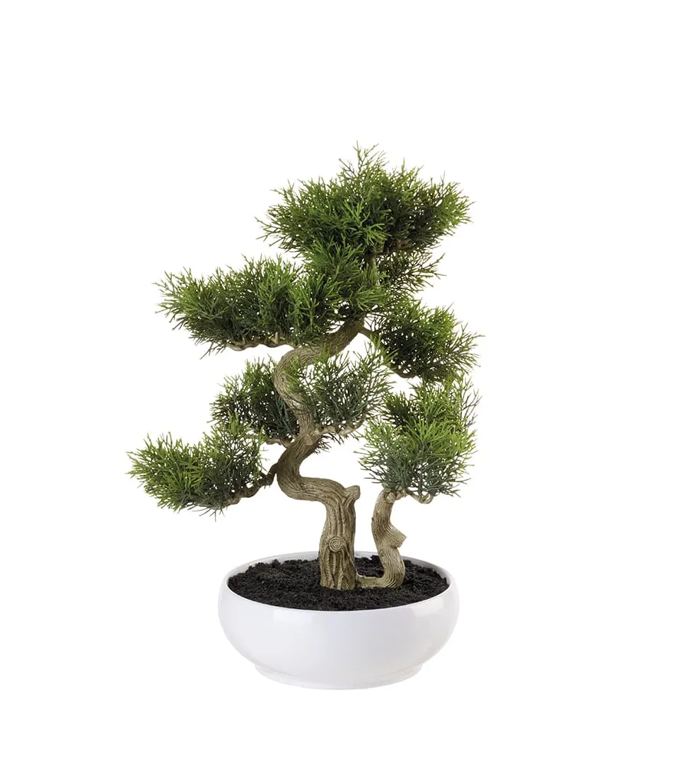 Cedar tree bonsai