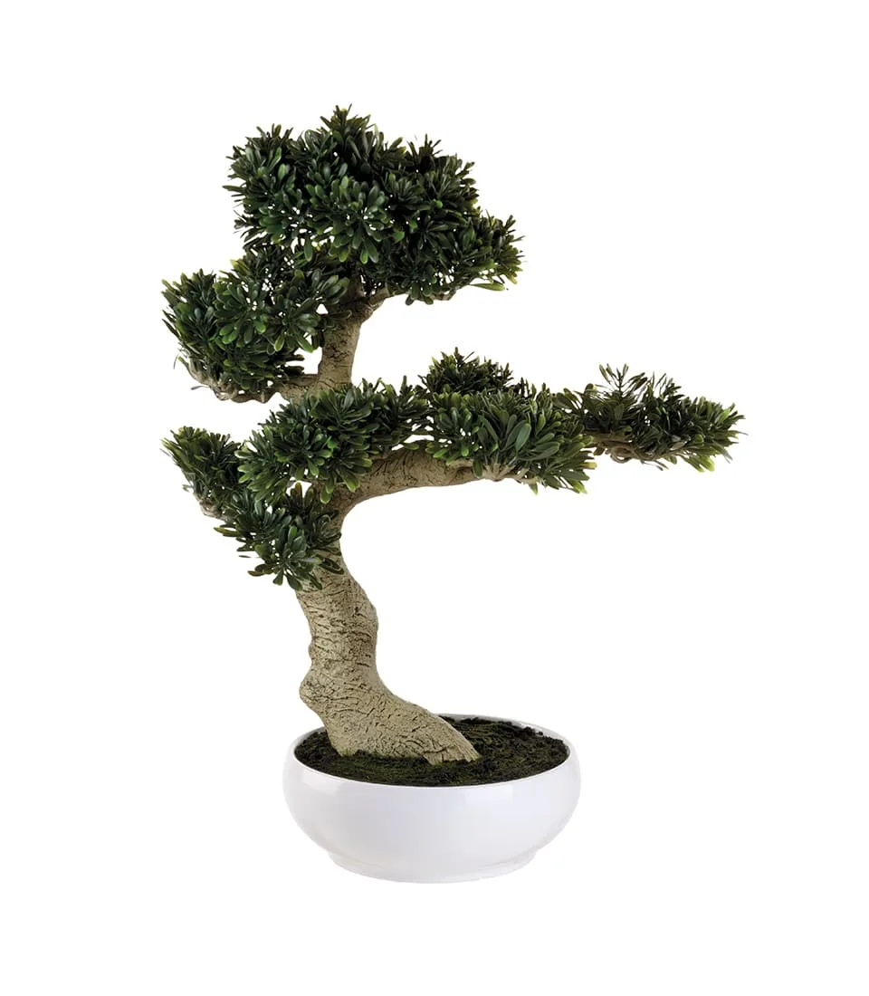 Ficus bonsai