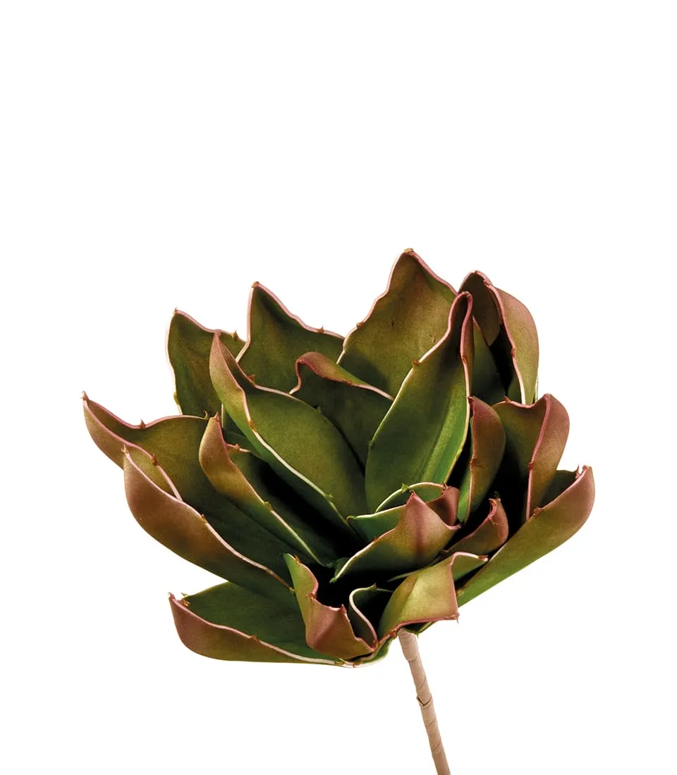 Shaw's agave