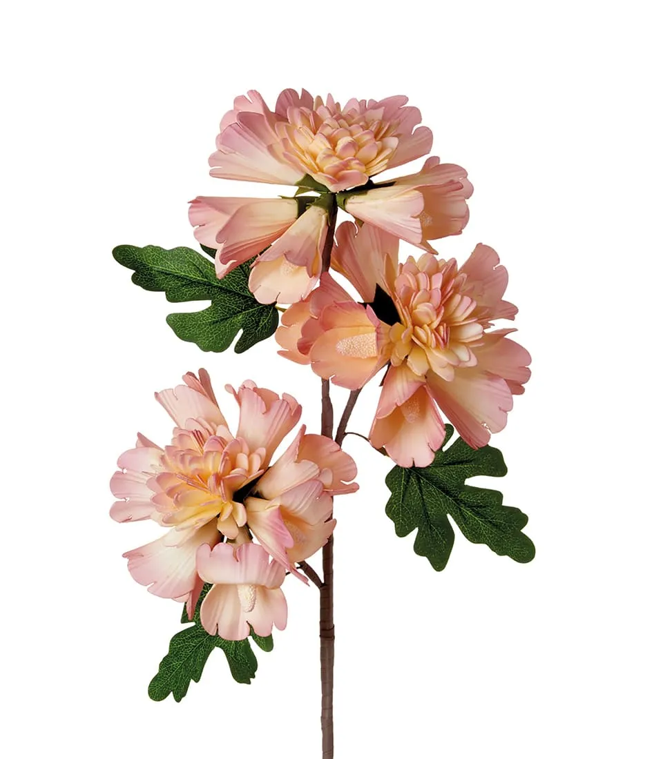 Carnation, pink