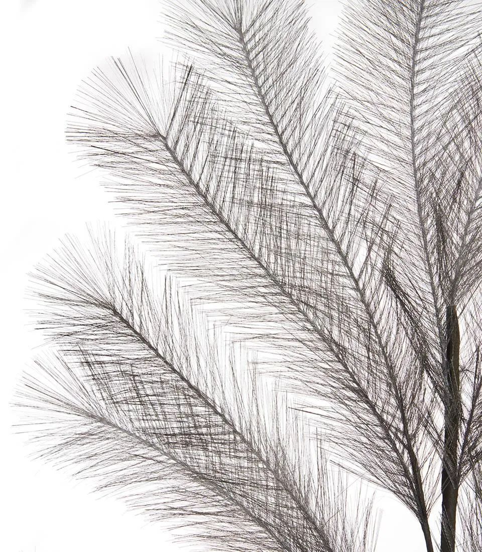 Pampas, grey