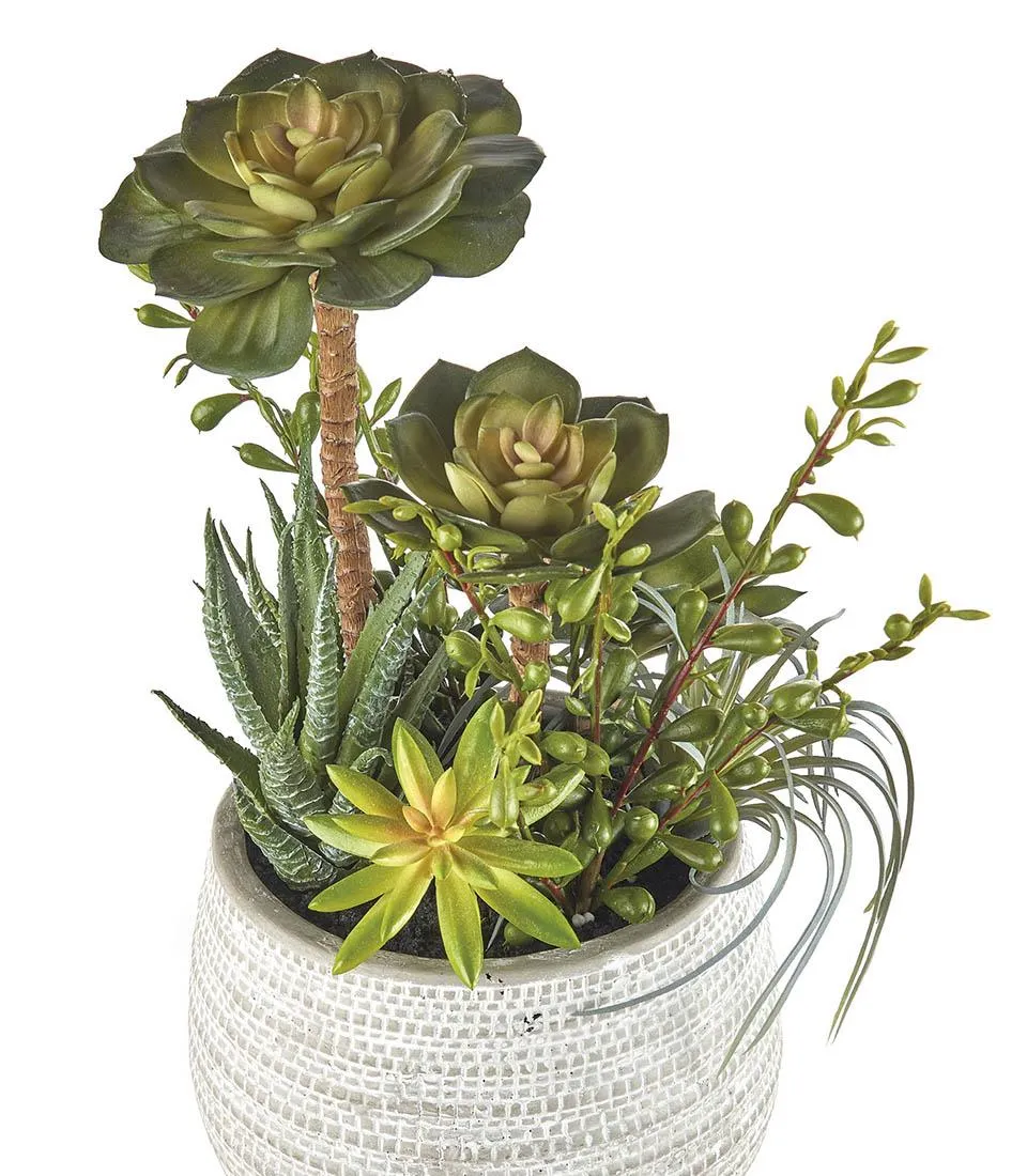 Succulent plant arrangement - set 2 pcs.