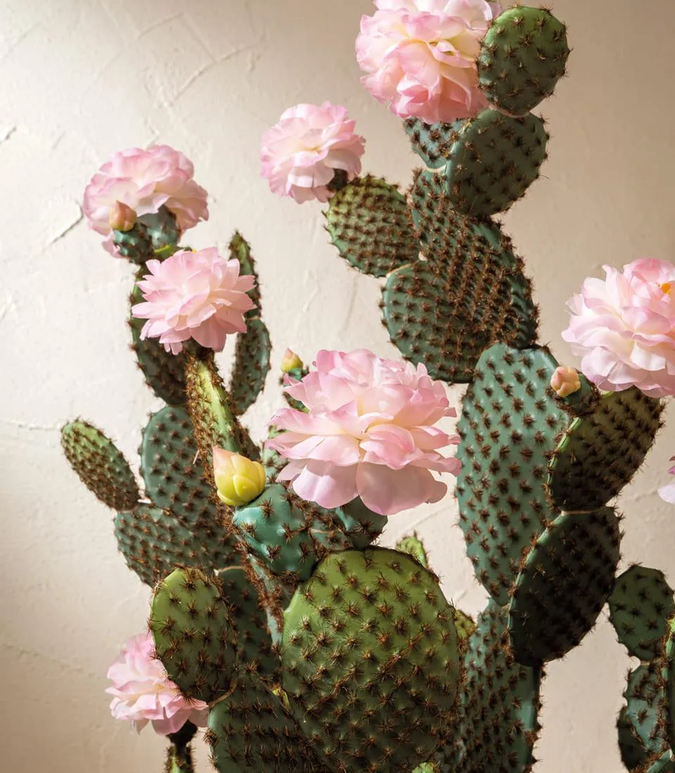 Cactus with pink flowers