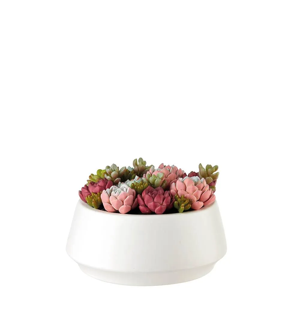 Succulent Plant Arrangement