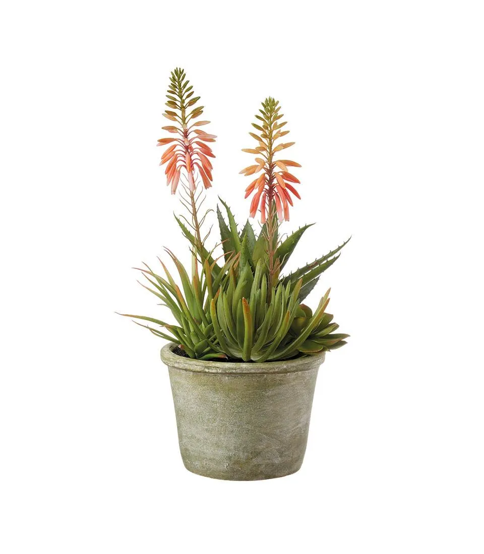 Succulent plant arrangement - set 2 pcs.