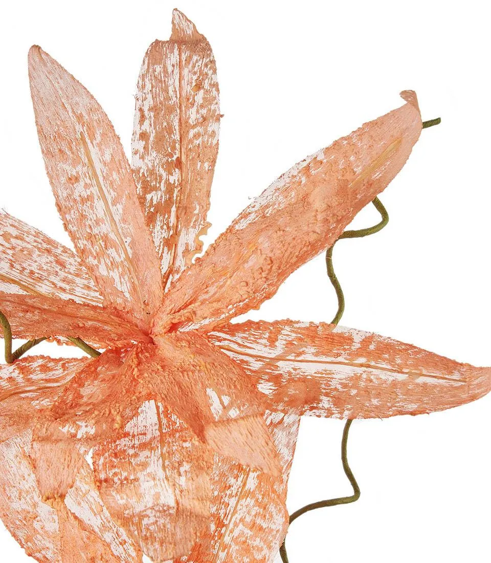 Magnolia porpurea, orange