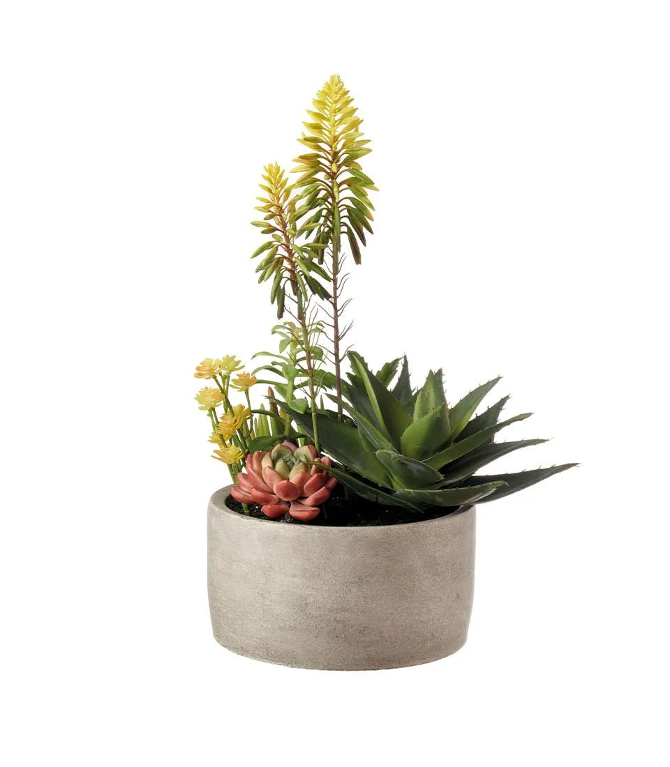 Succulent plant arrangement - set 2 pcs.
