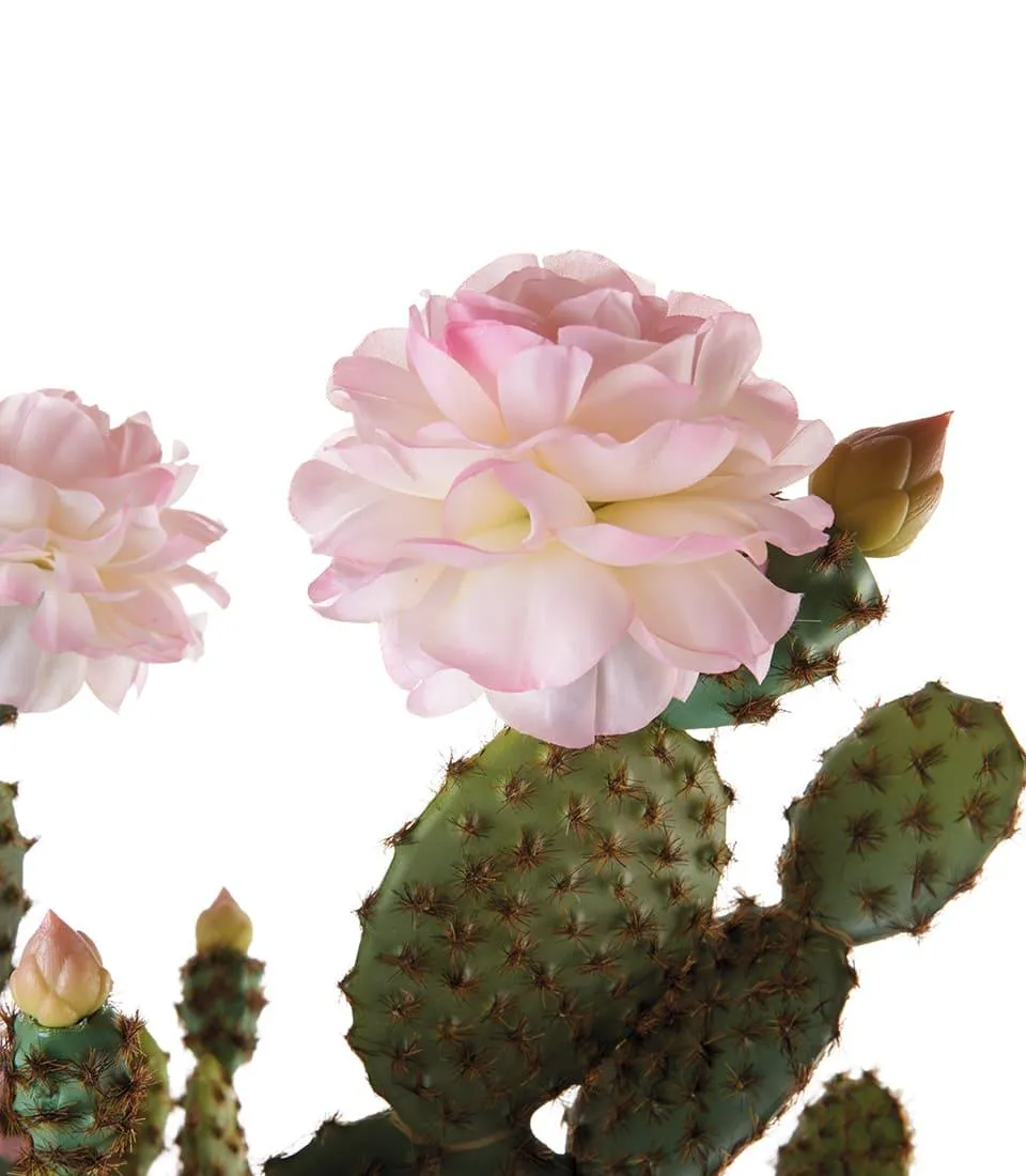 Cactus with pink flowers