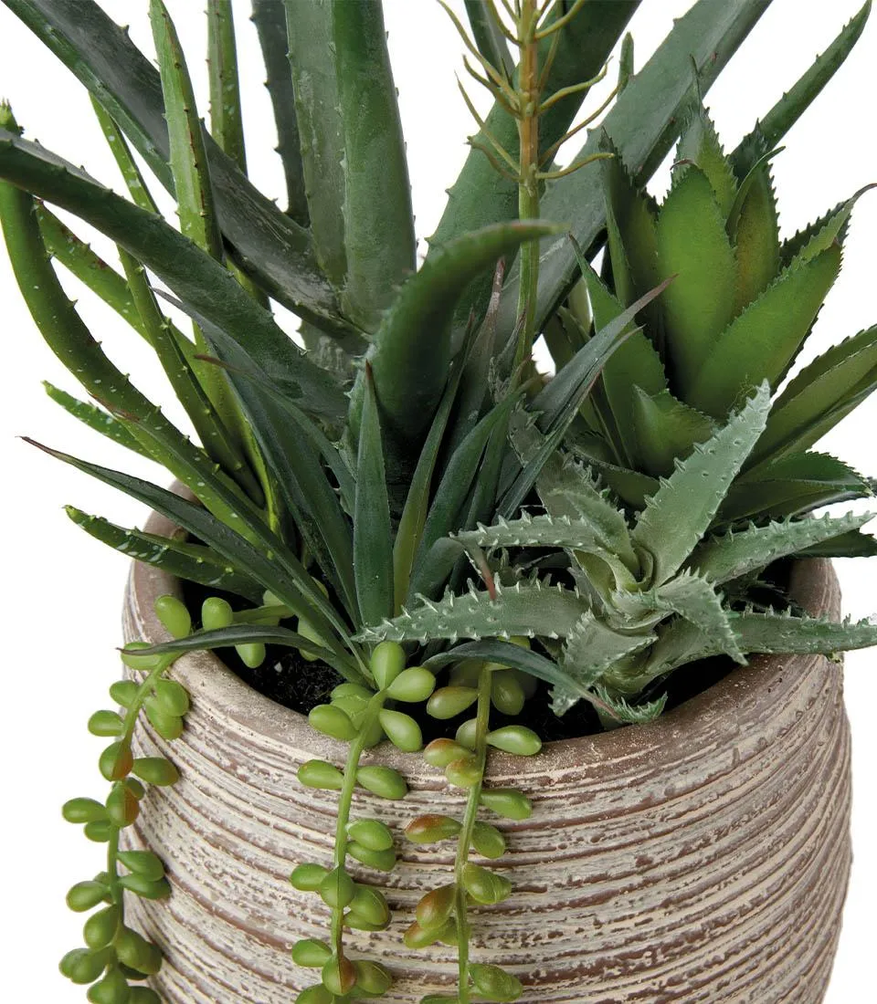 Succulent plant arrangement - set 2 pcs.