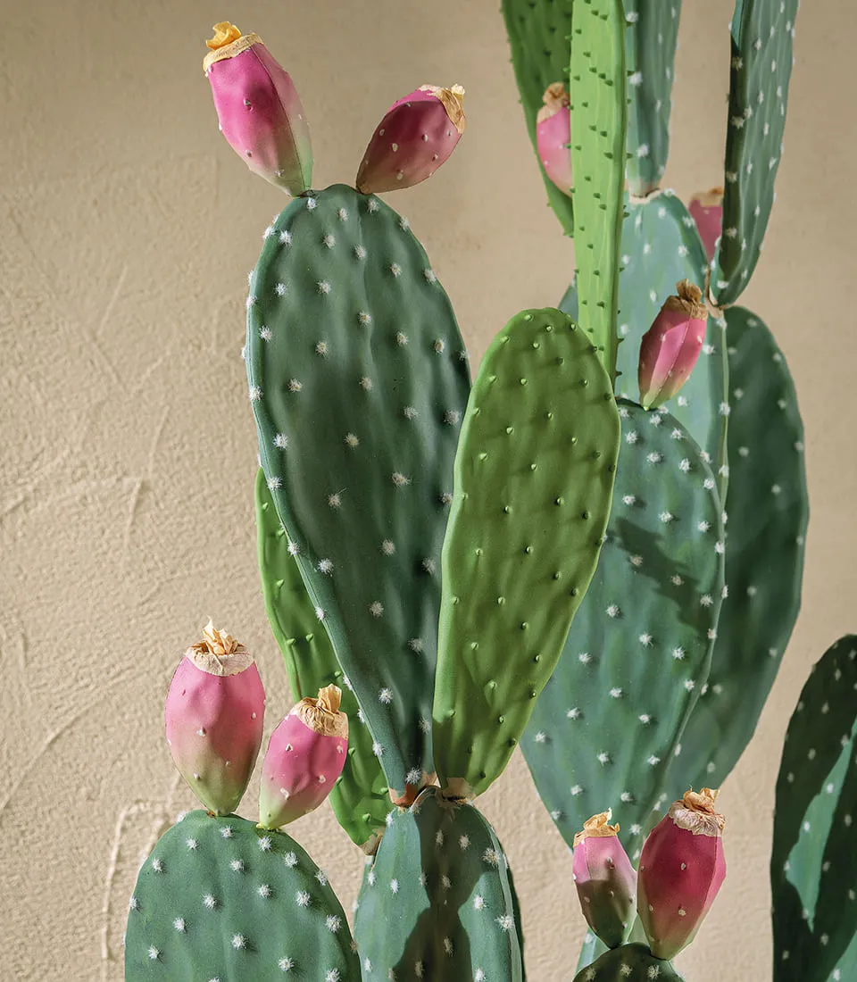 Cactus fico d'india