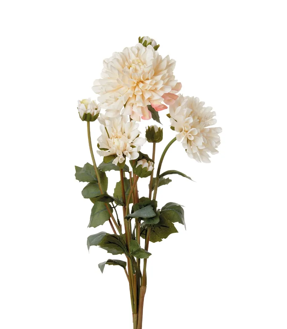 Dahlias, white