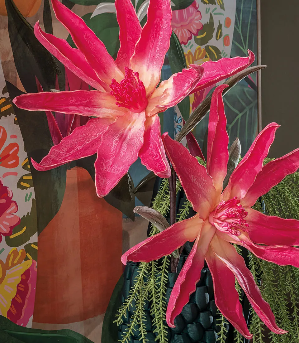 Leucadendron, red