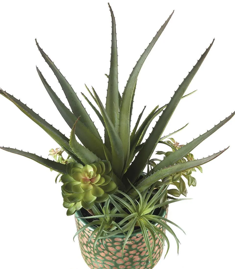 Succulent plant arrangement - set 2 pcs.