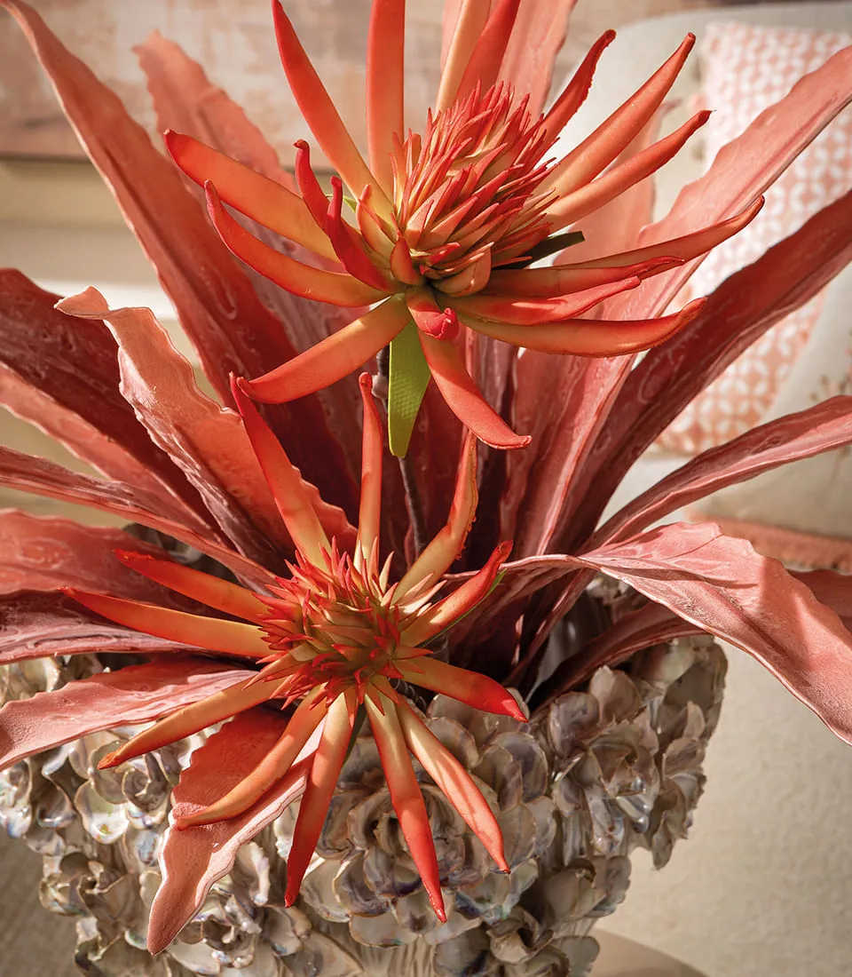 Agave, red