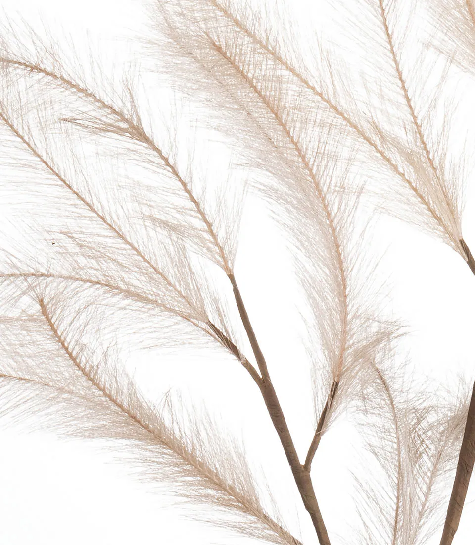 Pampas naturale