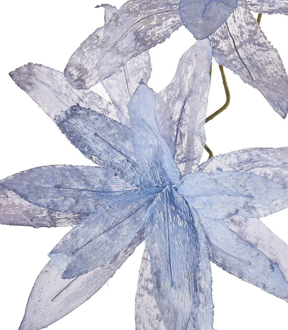 Magnolia porpurea celeste