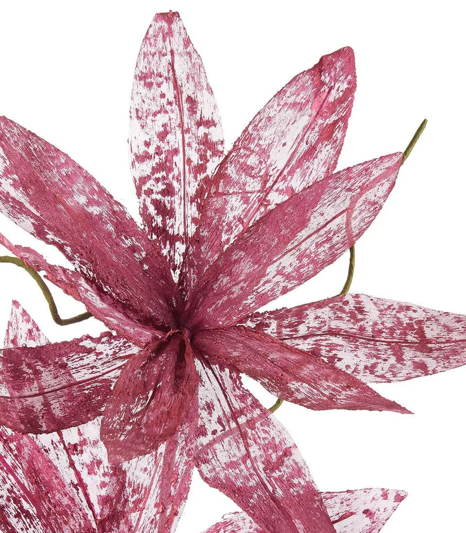 Magnolia porpurea ribes