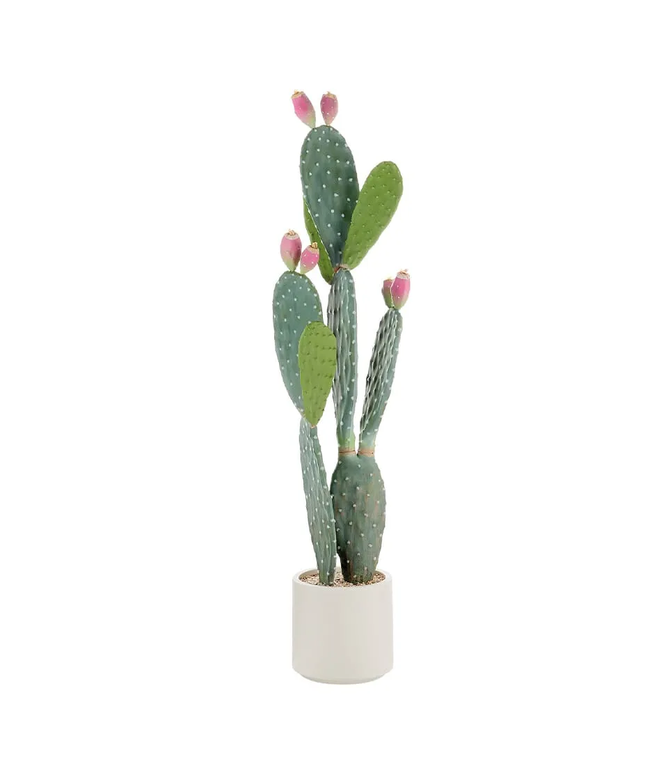 Prickly pear cactus