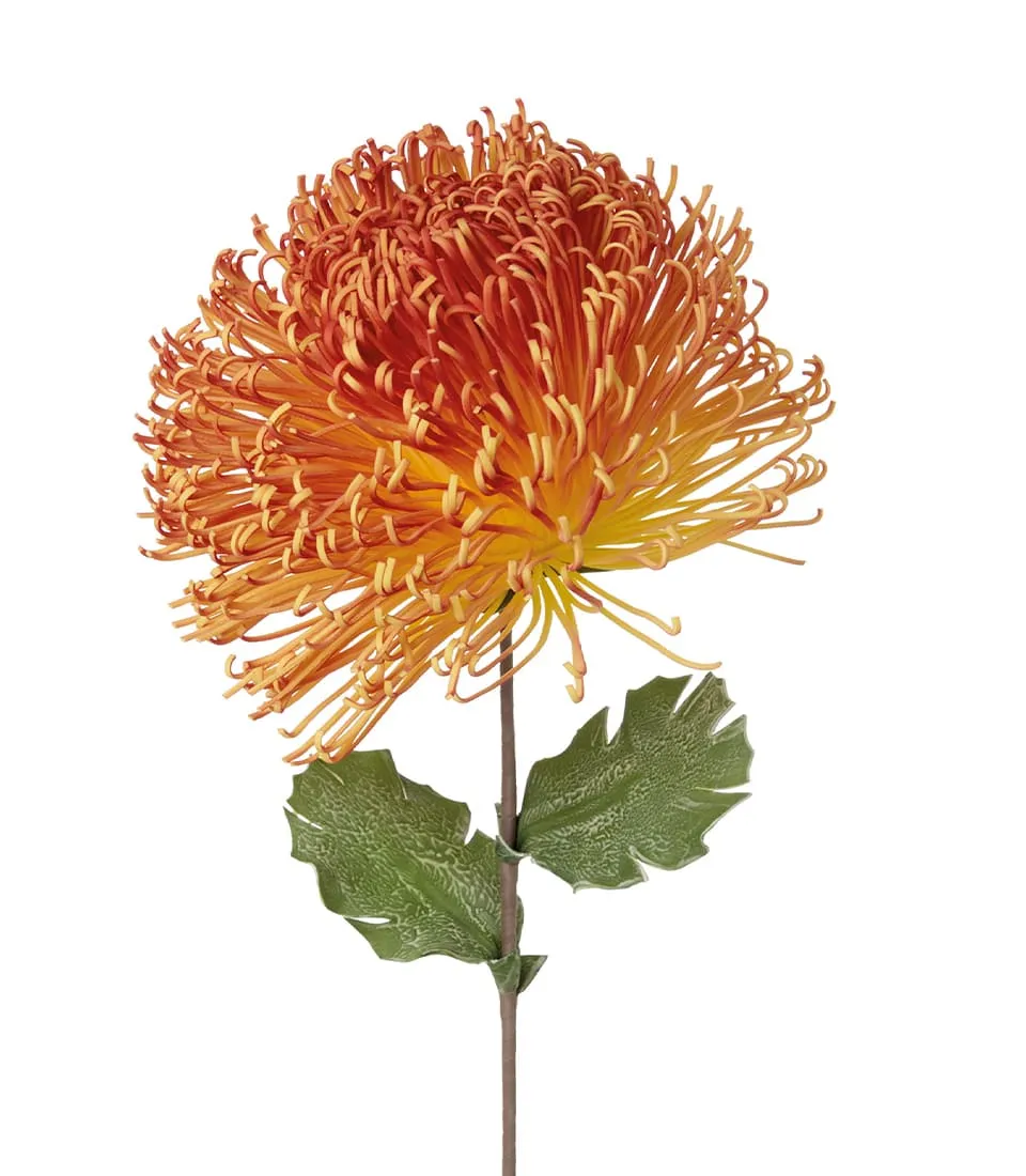 Protea, orange