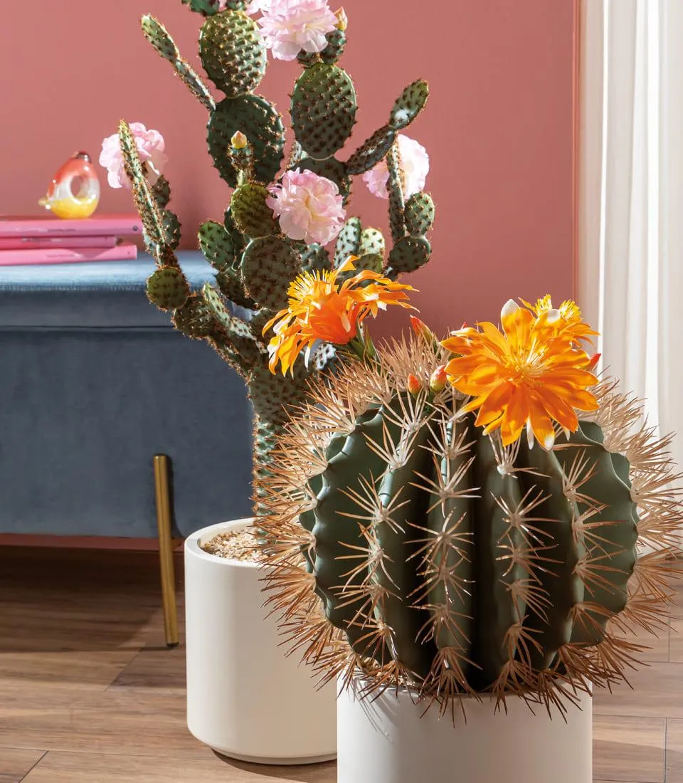 Cactus with organge flower