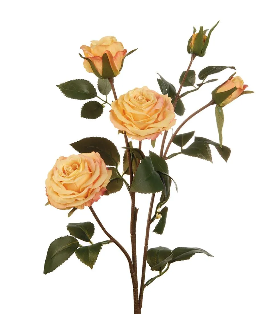 Roses, yellow