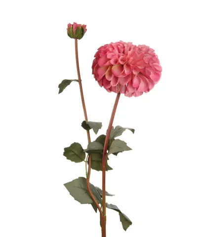 Dahlia, pink