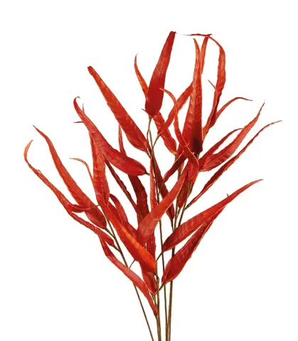Heavenly bamboo