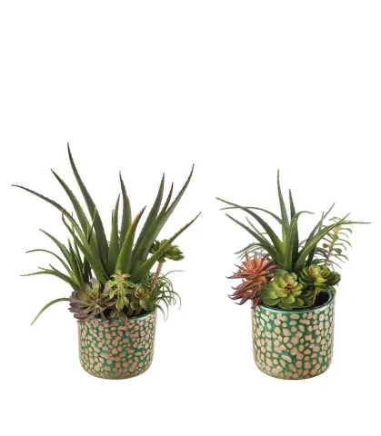Succulent plant arrangement - set 2 pcs.