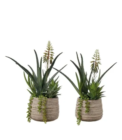 Succulent plant arrangement - set 2 pcs.