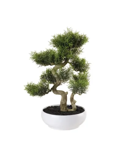 Cedar tree bonsai