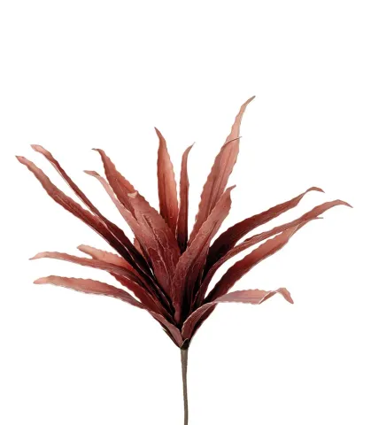 Agave, red