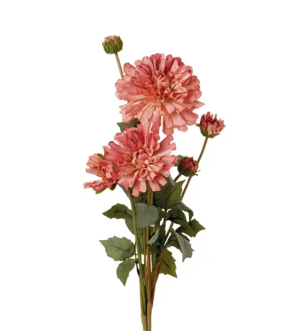 Dahlias, pink