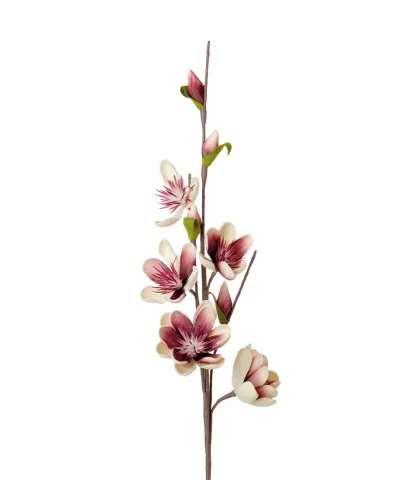 Magnolia, ivory