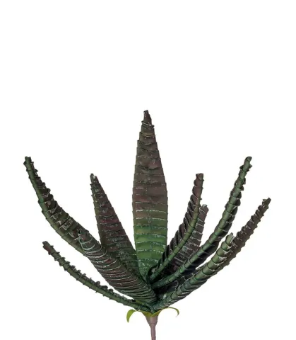 ALOE BURMAN (4 pcs/pack)