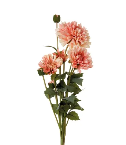 Dahlias, pale pink