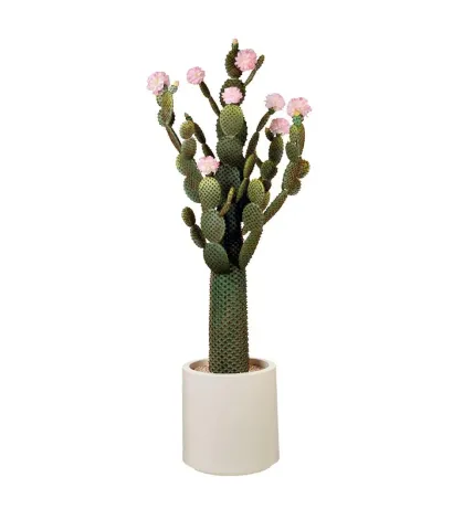 Cactus fiori rosa