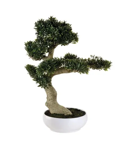 Ficus Bonsai