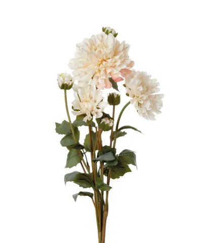 Dahlias, white
