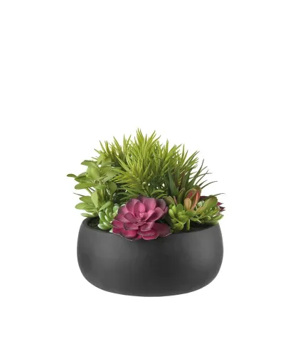 Succulent Plant Arrangement