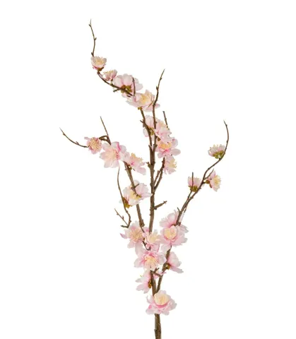 Fiori di Ciliegio